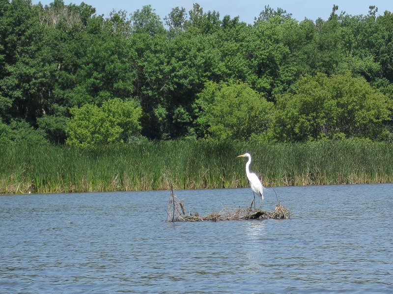 BusseKayak073111-2907.jpg - Great Egret posing
