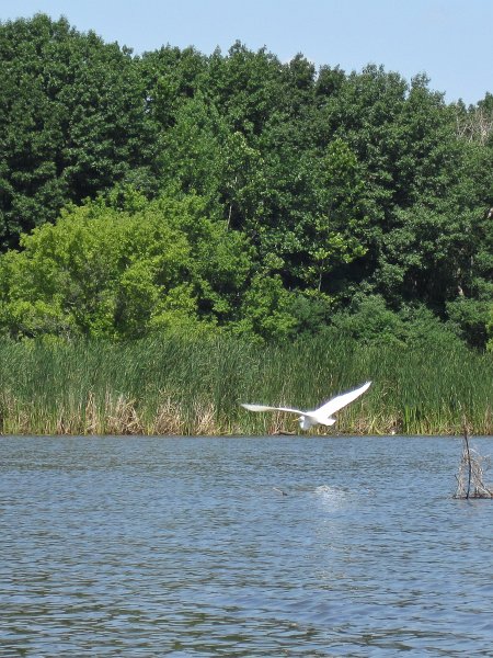 BusseKayak073111-2908.jpg - Great Egret flying away