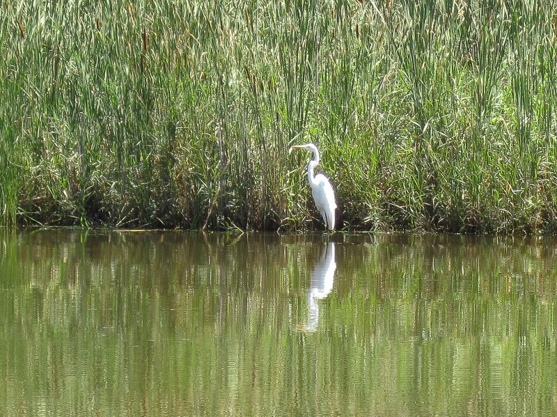 BusseKayak073111-2916.jpg - Great Egret