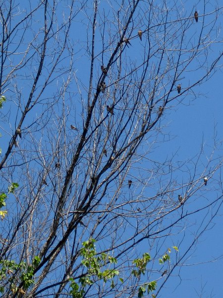 BusseKayak073111-2923.jpg - Tree full of swallows