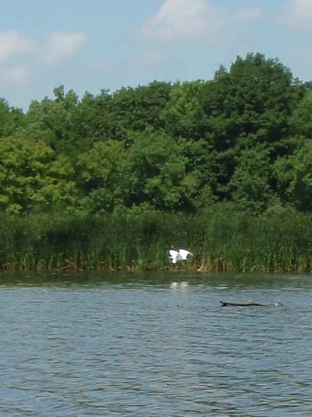 BusseKayak073111-7310005.jpg - Egret Flying