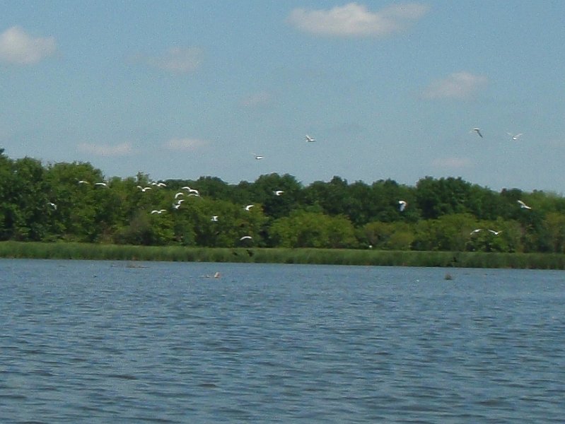 BusseKayak073111-7310006.jpg - Seagulls flying