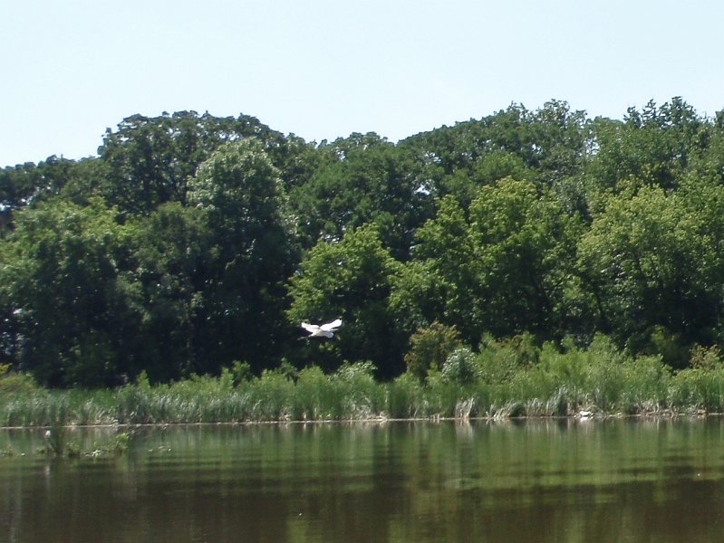BusseKayak073111-7310007.jpg - Egret Flying