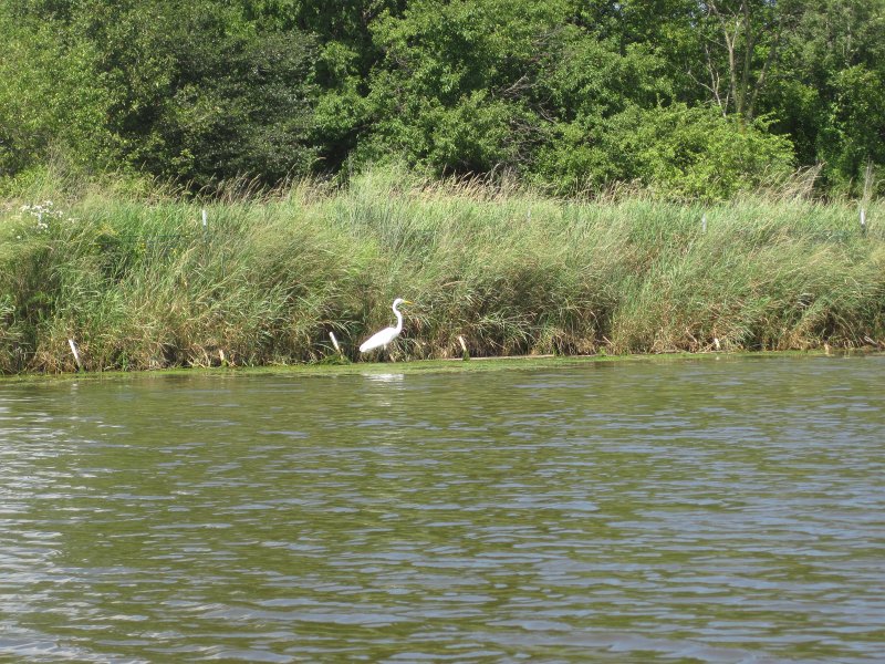 BusseKayak080711-3023.jpg - Kayak Busse Woods Forest Preserve