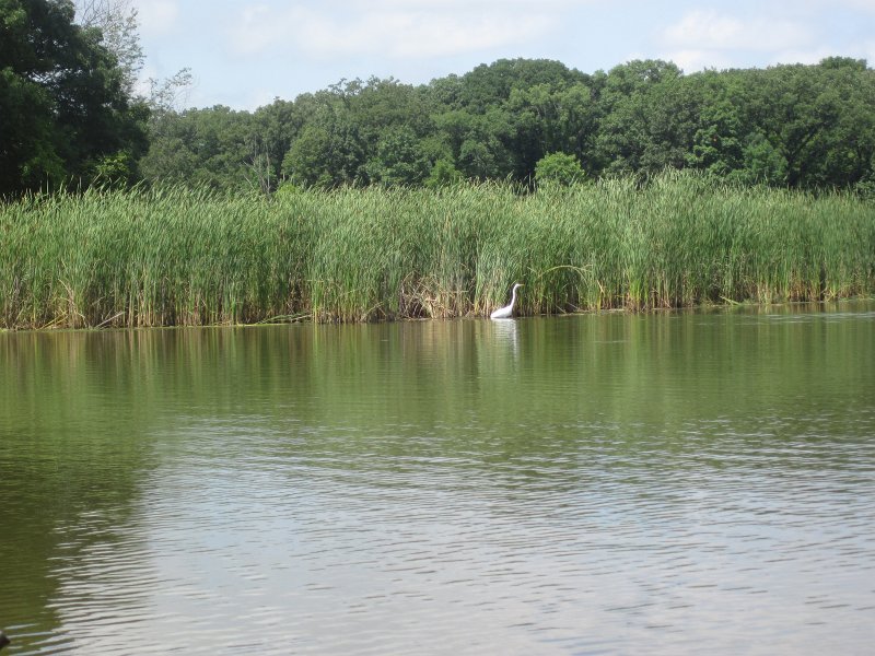 BusseKayak080711-3033.jpg - Kayak Busse Woods Forest Preserve