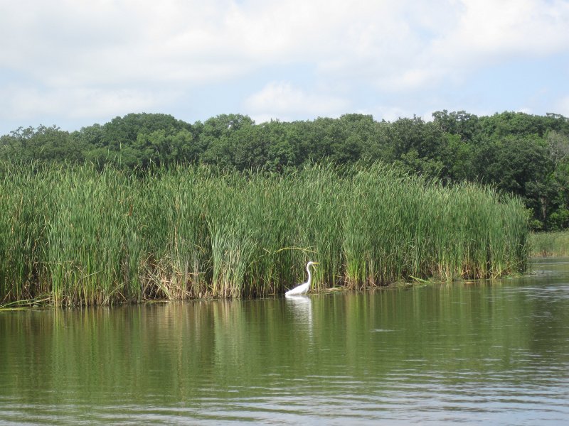 BusseKayak080711-3036.jpg - Kayak Busse Woods Forest Preserve