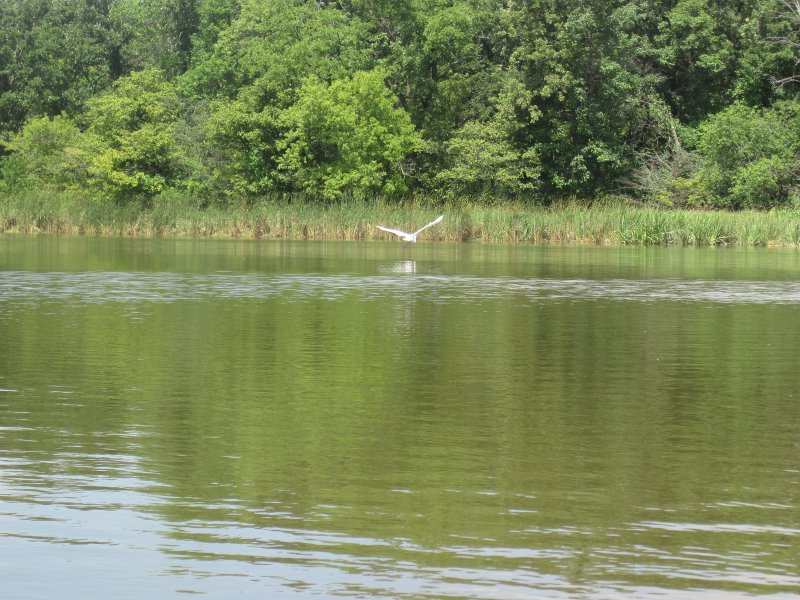 BusseKayak080711-3038.jpg - Kayak Busse Woods Forest Preserve