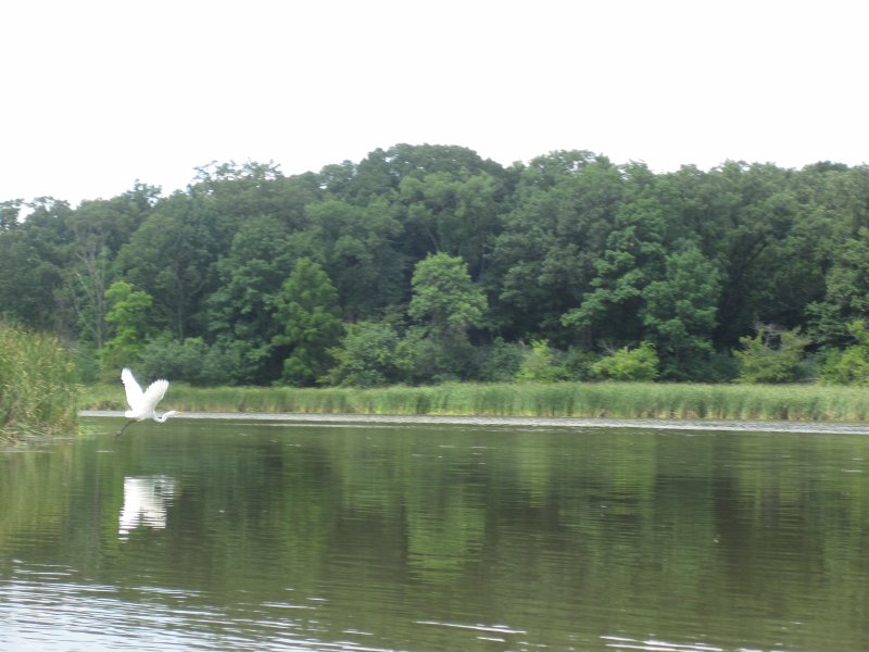 BusseKayak080711-3040.jpg - Kayak Busse Woods Forest Preserve