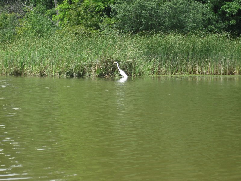 BusseKayak080711-3049.jpg - Kayak Busse Woods Forest Preserve