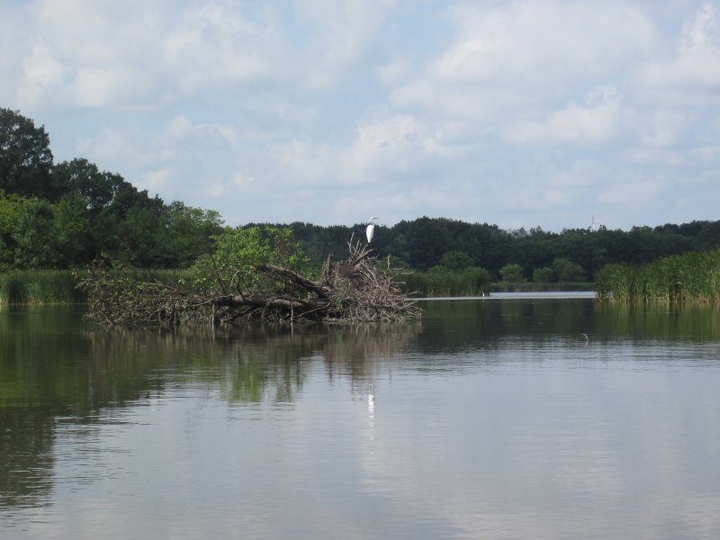 BusseKayak080711-3052.jpg - Kayak Busse Woods Forest Preserve