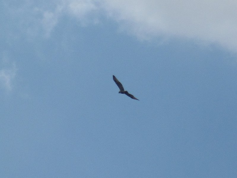 BusseKayak080711-3059.jpg - Kayak Busse Woods Forest Preserve