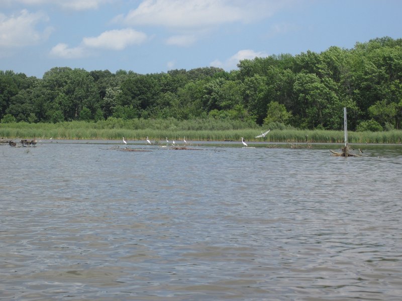 BusseKayak080711-3065.jpg - Kayak Busse Woods Forest Preserve