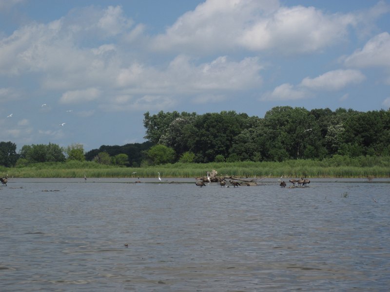 BusseKayak080711-3067.jpg - Kayak Busse Woods Forest Preserve