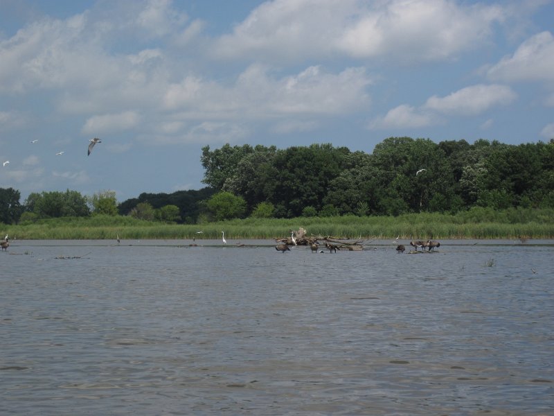 BusseKayak080711-3068.jpg - Kayak Busse Woods Forest Preserve