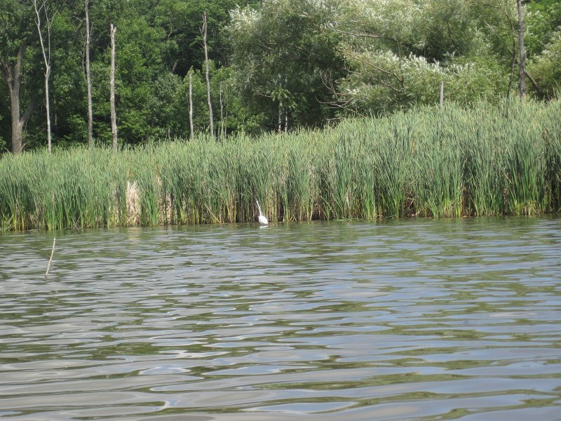 BusseKayak080711-3076.jpg - Kayak Busse Woods Forest Preserve
