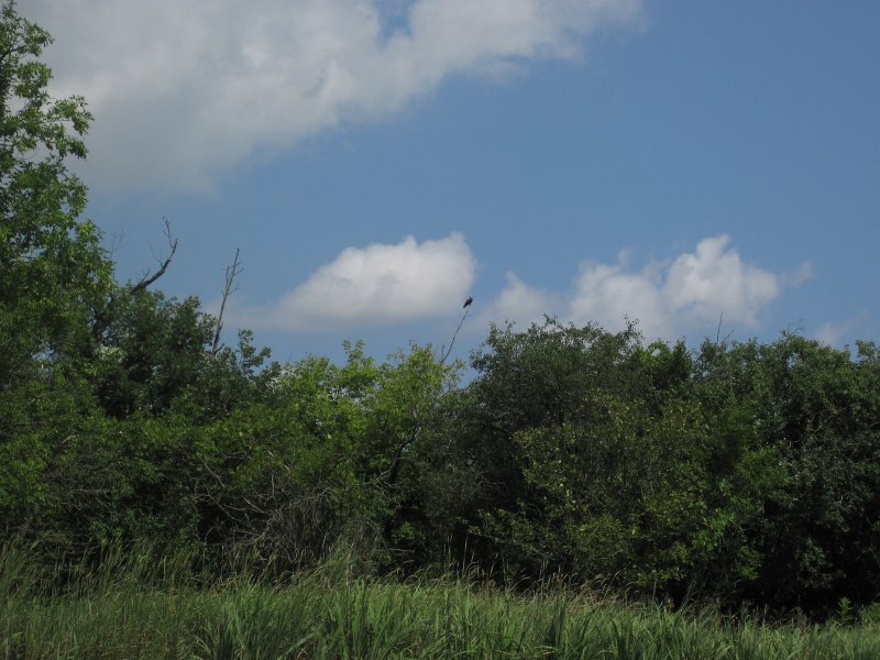 BusseKayak080711-3084.jpg - Kayak Busse Woods Forest Preserve