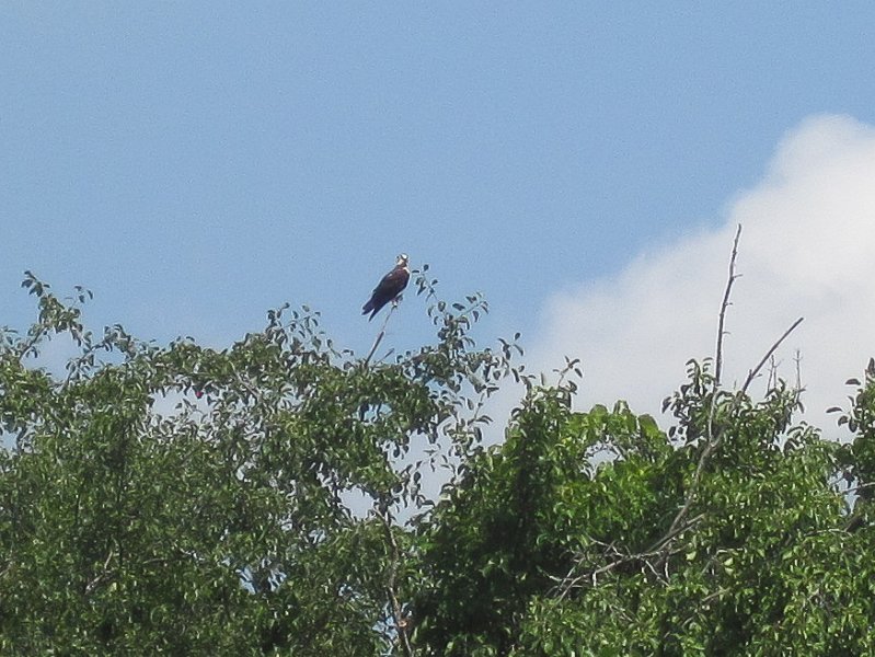 BusseKayak080711-3086.jpg - Kayak Busse Woods Forest Preserve
