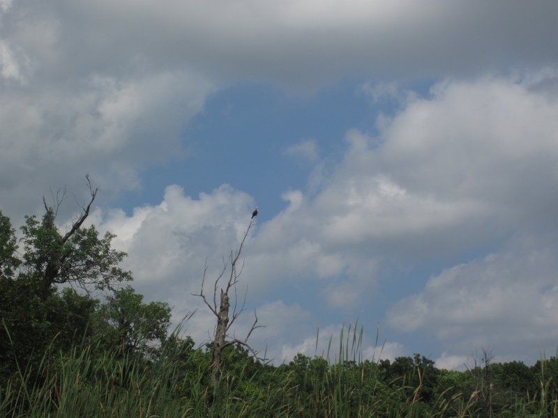 BusseKayak080711-3087.jpg - Kayak Busse Woods Forest Preserve