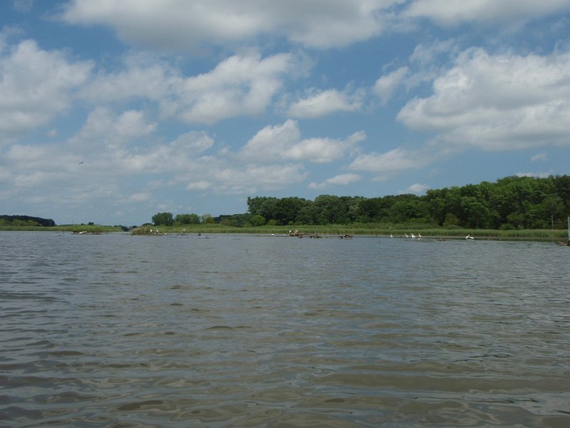 BusseKayak080711-8070014.jpg - Kayak Busse Woods Forest Preserve