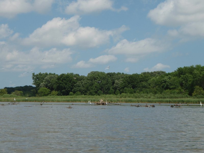 BusseKayak080711-8070016.jpg - Kayak Busse Woods Forest Preserve