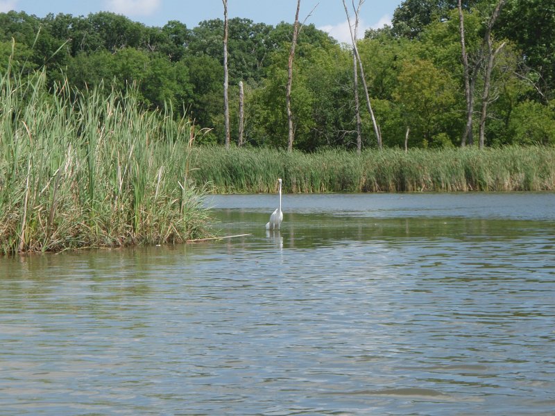 BusseKayak080711-8070019.jpg - Kayak Busse Woods Forest Preserve