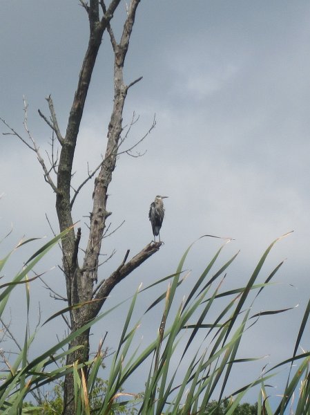 BusseKayak080711-3046.jpg - Great Blue Heron
