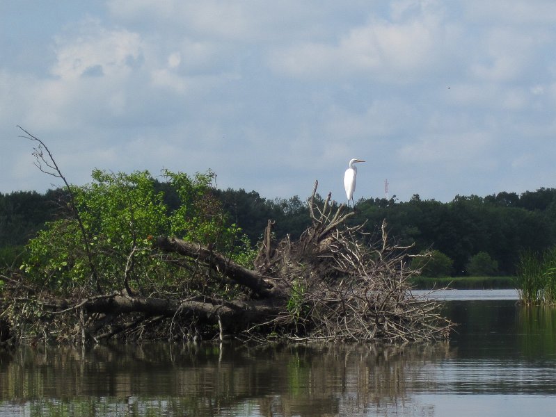 BusseKayak080711-3053.jpg - Great Egret