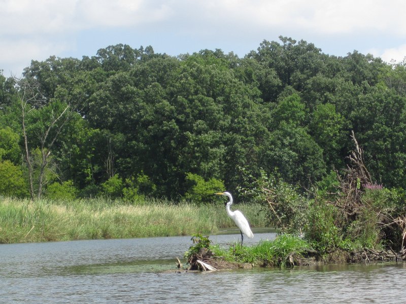 BusseKayak080711-3079.jpg - Great Egret