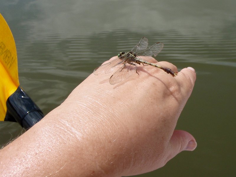 BusseKayak080711-8070003.jpg - A dragon fly landed on Cathie's hand