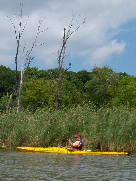 BusseKayak080711-8070008.jpg - Jack, Great Blue Heron in background