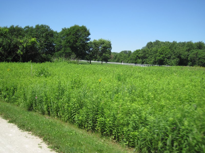 Danada070411-2648.jpg - Danada Forest Preserve Horse Track