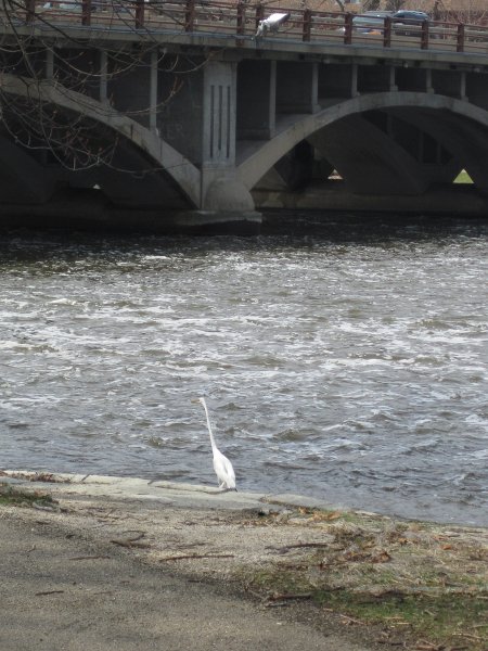 FoxRiverBike040911-2508.jpg - Great Egret on the bank of the Fox River at the State Street Bridge, North Aurora