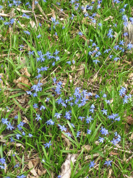 FoxRiverBike040911-2529.jpg - Scylla flowers along the Fox River Bike Trail