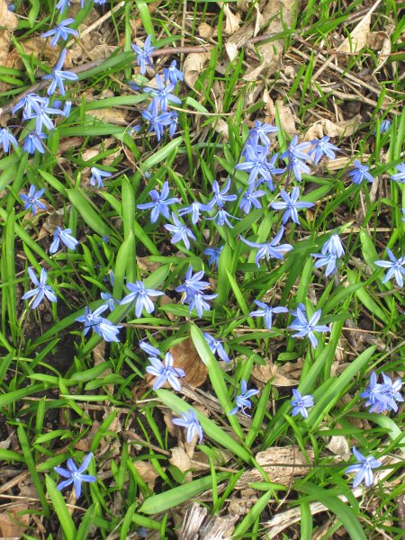 FoxRiverBike040911-2530.jpg - Scylla flowers along the Fox River Bike Trail