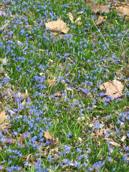 FoxRiverBike040911-2531.jpg - Scylla flowers along the Fox River Bike Trail