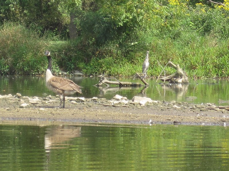 FoxRiverKayakGeneva090311-3284.jpg - Fox River is low.  Here's a Goose and Bittern wading along the river bank