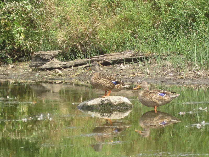 FoxRiverKayakGeneva090311-3289.jpg - Ducks along the exposed river bank