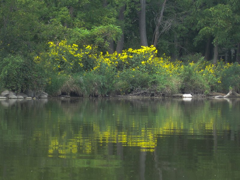 FoxRiverKayakGeneva090311-3296.jpg - Yellow Prairie Flowers along the river bank