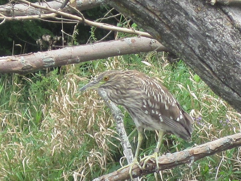 FoxRiverKayakGeneva090311-3336.jpg - A very shy Bittern hiding in the branches of a fallen tree