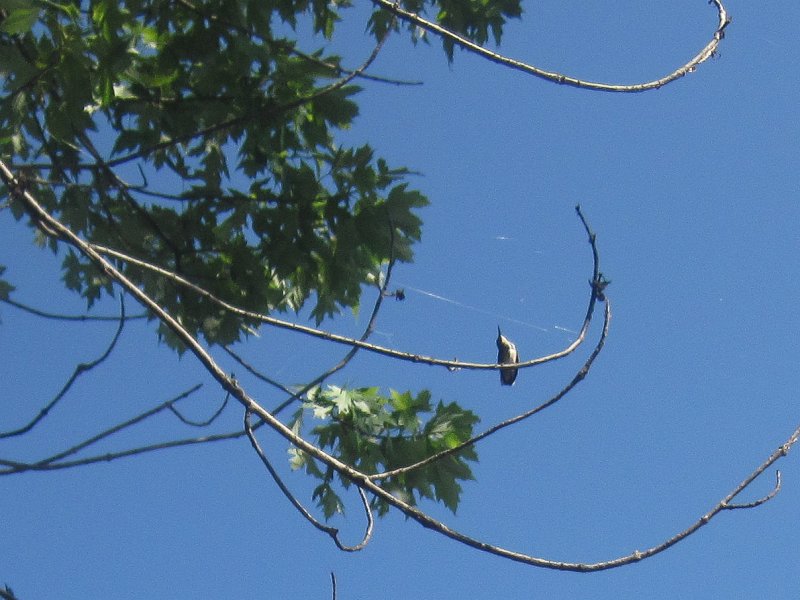 FoxRiverKayakSilverSpring073011-2865.jpg - Kayak Fox River at Silver Springs State Park