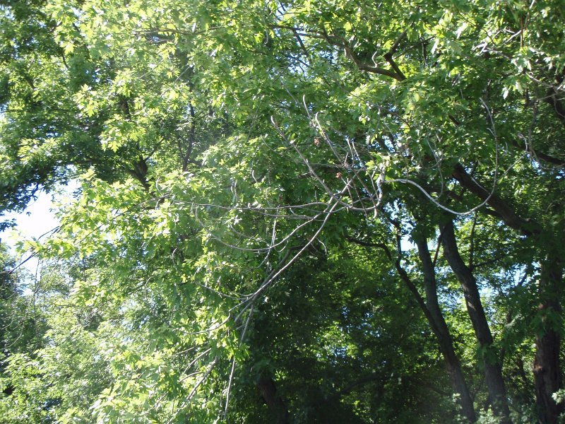 FoxRiverKayakSilverSpring073011-7300010.jpg - Kayak Fox River at Silver Springs State Park