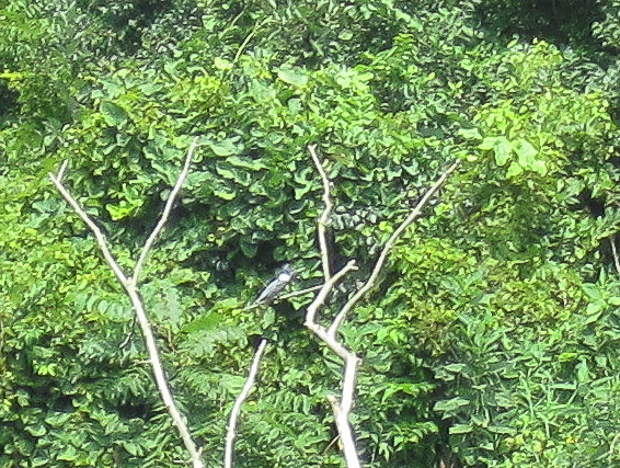 FoxRiverMillingtonKayak080611-2958.jpg - Kayak Fox River Yorkville to Millington