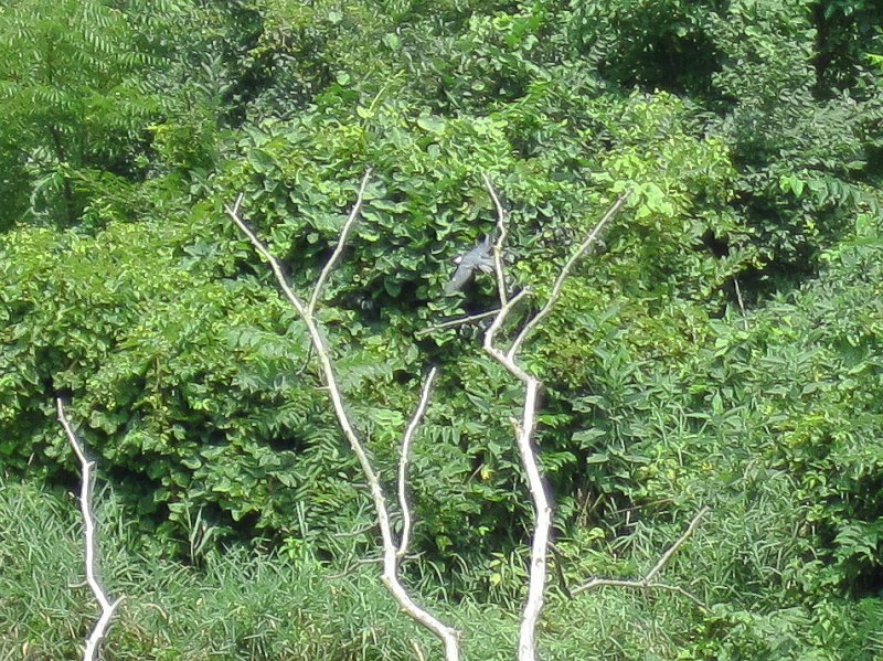 FoxRiverMillingtonKayak080611-2959.jpg - Very flighty, very difficult to photograph, Kingfisher