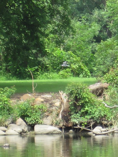 FoxRiverMillingtonKayak080611-2960.jpg - Kayak Fox River Yorkville to Millington