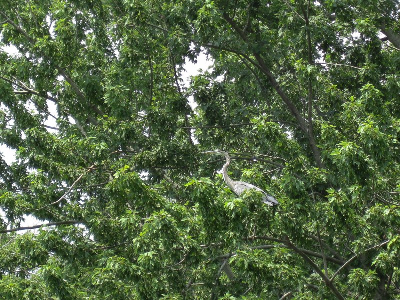 FoxRiverMillingtonKayak080611-2974.jpg - Kayak Fox River Yorkville to Millington