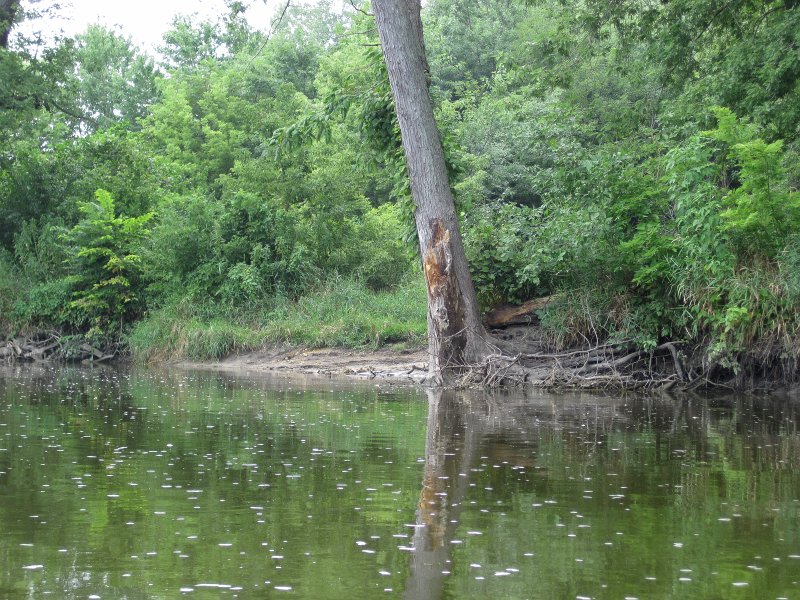 FoxRiverMillingtonKayak080611-3006.jpg - Lois Landing take-out point in Millington