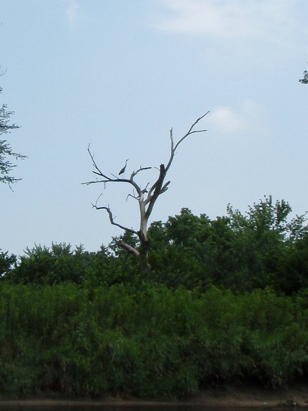 FoxRiverMillingtonKayak080611-8060013.jpg - Kayak Fox River Yorkville to Millington