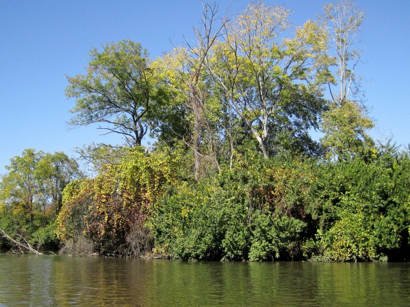 FoxRiverYorkvilleMillington100211-3480.jpg - Great Blue Heron hiding in the trees