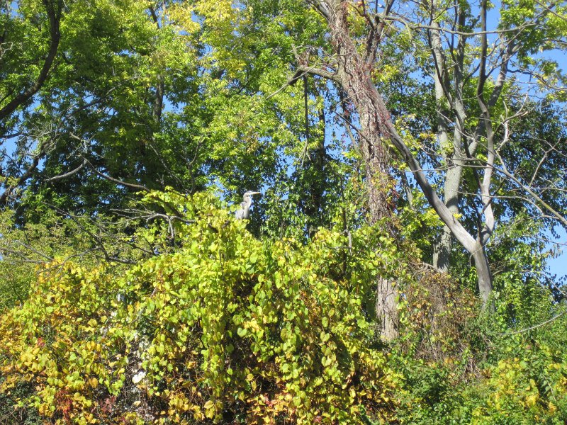 FoxRiverYorkvilleMillington100211-3481.jpg - Great Blue Heron