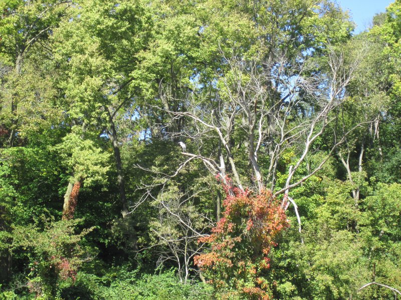 FoxRiverYorkvilleMillington100211-3492.jpg - Great Blue Heron